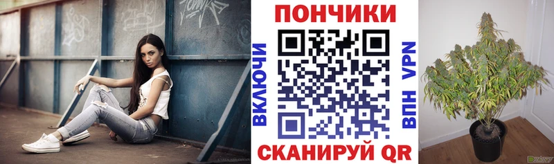Марихуана Bruce Banner  Купить закладки  Заволжье 